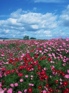 花畑